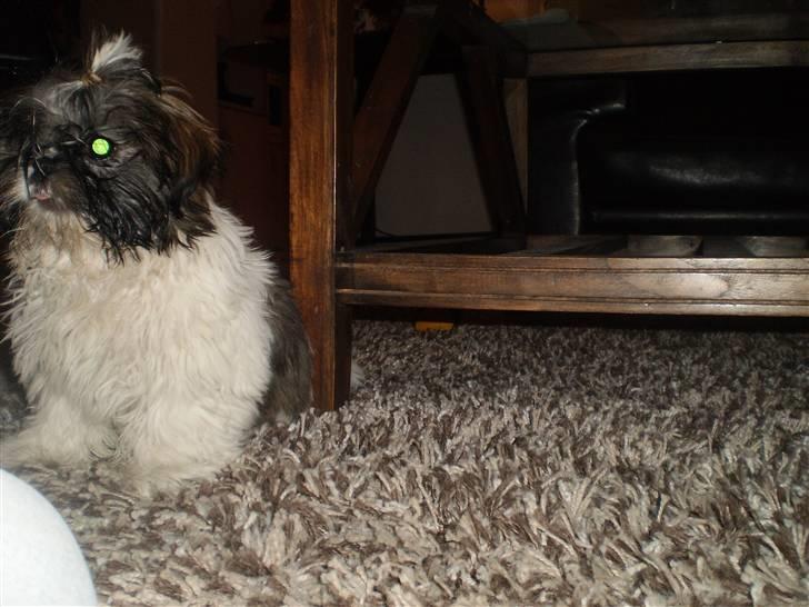Shih tzu Daisy.  billede 3