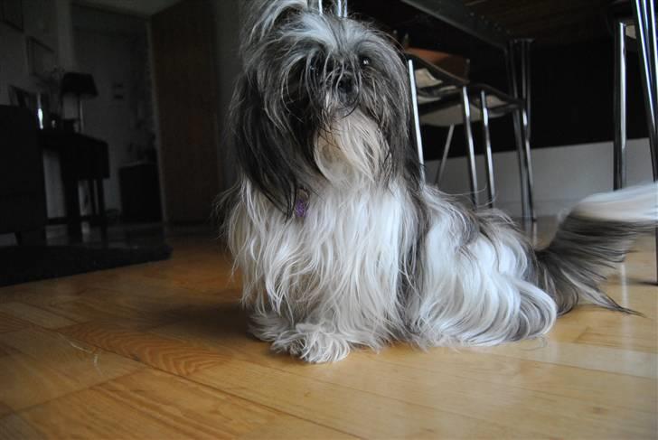 Shih tzu Daisy.  billede 4