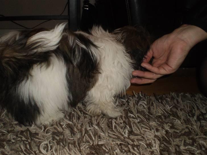 Shih tzu Daisy.  billede 5