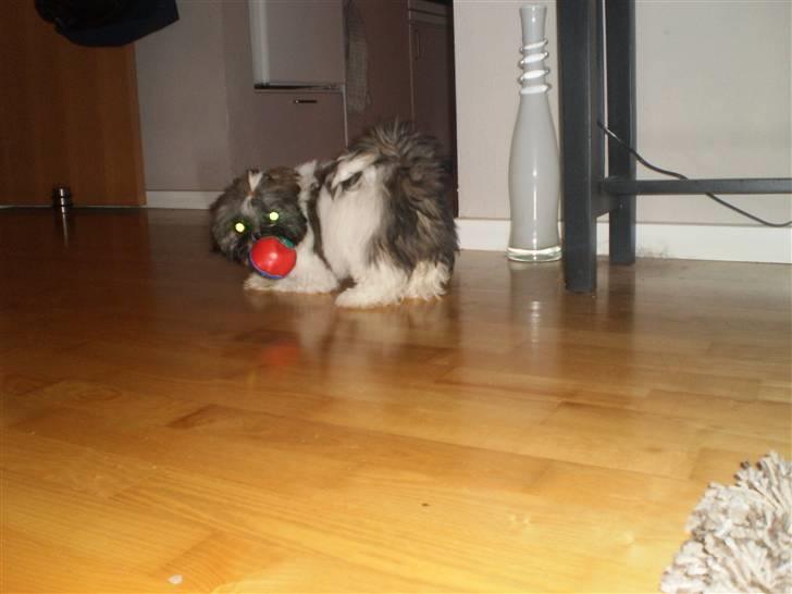 Shih tzu Daisy.  billede 6