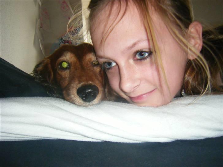 Gravhund pelle billede 10