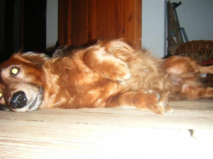 Gravhund pelle billede 11