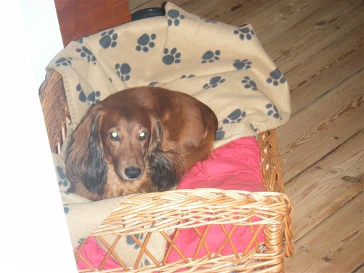 Gravhund pelle billede 12