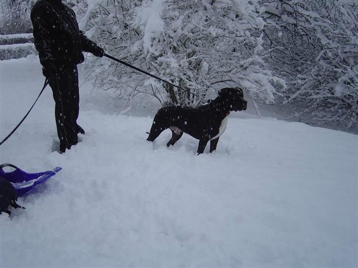 Amerikansk staffordshire terrier Ghost R.I.P billede 11