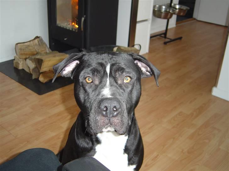 Amerikansk staffordshire terrier Ghost R.I.P billede 12