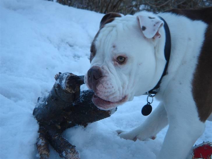 Olde english bulldogge Østergaards Six Pence - Min stub billede 4