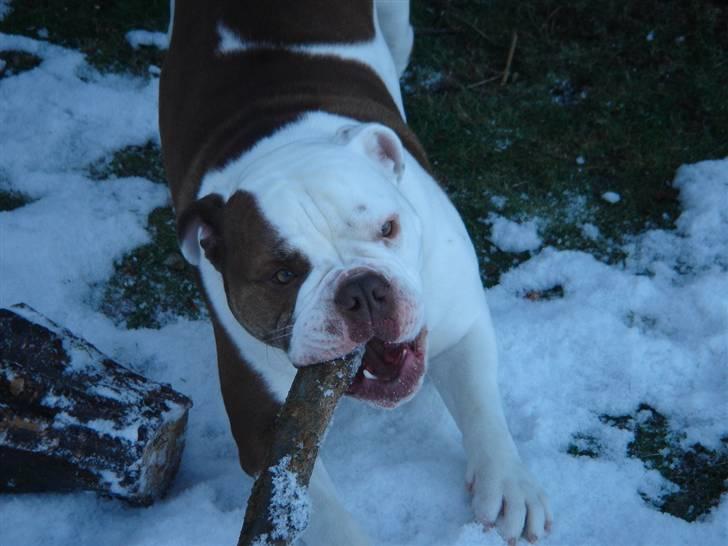 Olde english bulldogge Østergaards Six Pence - Min pind billede 5