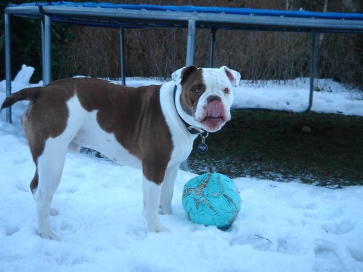 Olde english bulldogge Østergaards Six Pence - Min bold billede 6