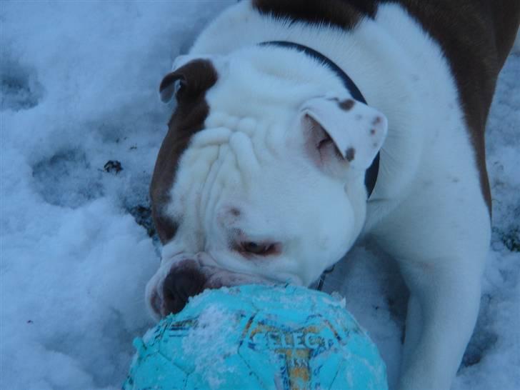 Olde english bulldogge Østergaards Six Pence - Stadig min bold billede 7
