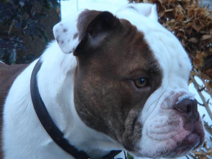 Olde english bulldogge Østergaards Six Pence - Just Me - My Self - And I billede 8