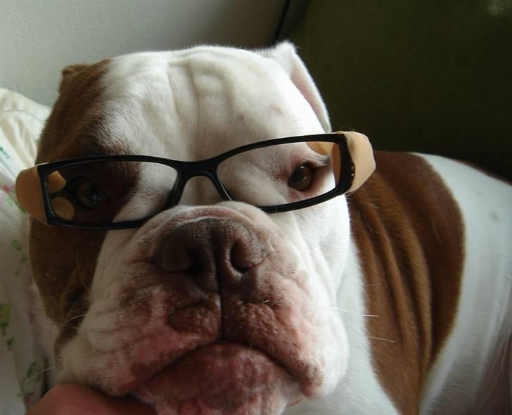Olde english bulldogge Østergaards Six Pence - Jeg er faktisk en klog dreng billede 9