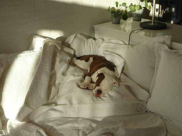 Olde english bulldogge Østergaards Six Pence - Dengang jeg måtte komme i sofaen - Hmm billede 10