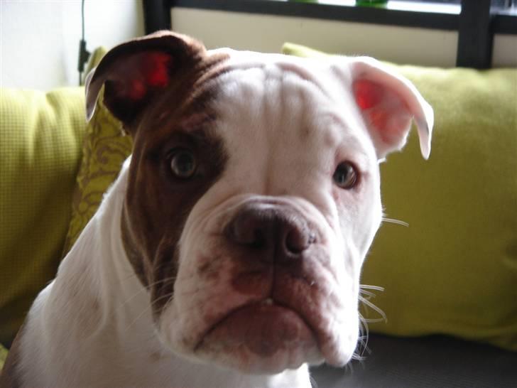 Olde english bulldogge Østergaards Six Pence - What´s Up Dog billede 11