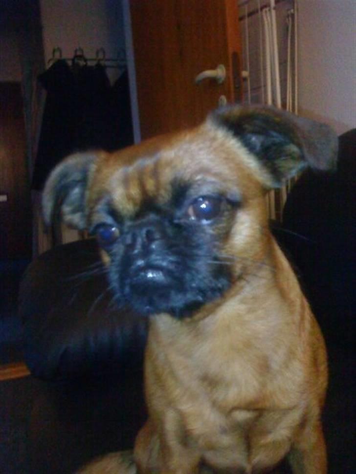 Griffon petit brabancon louie billede 7