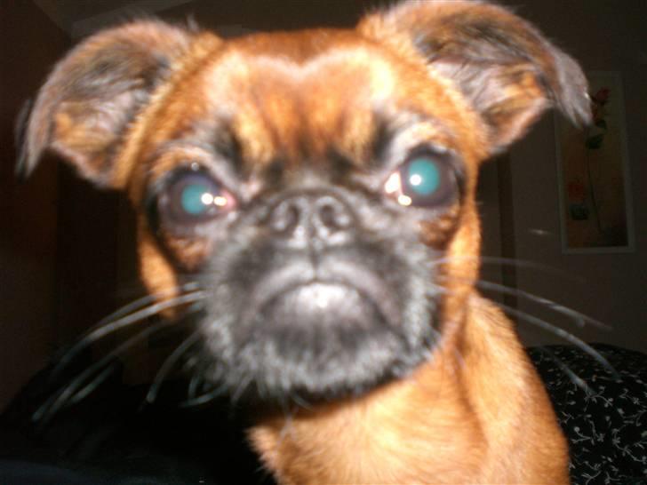 Griffon petit brabancon louie billede 8