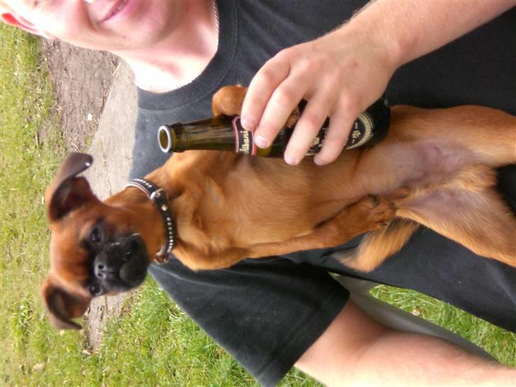 Griffon petit brabancon louie billede 9