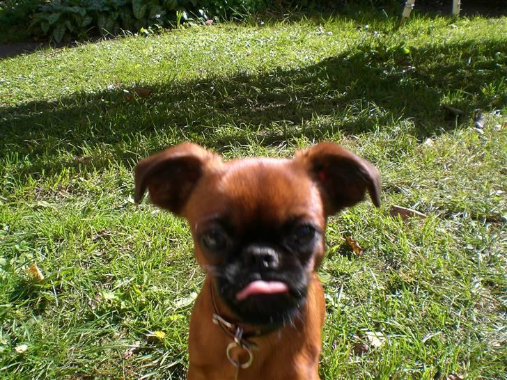 Griffon petit brabancon louie billede 10