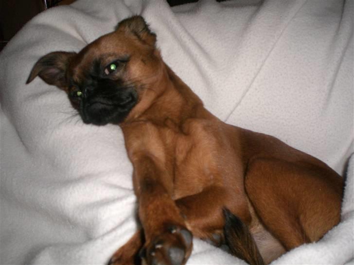 Griffon petit brabancon louie billede 11