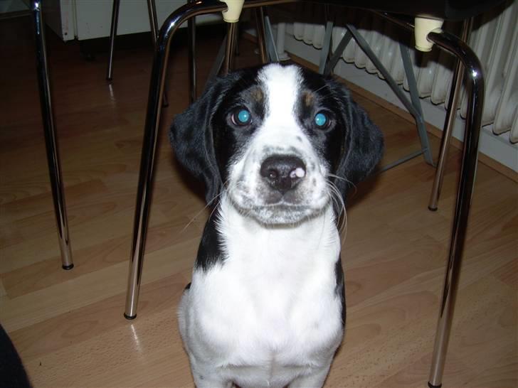 Blanding af racer Pepsi DØD - den 3/3-10. er jeg ikk sød!!! billede 6