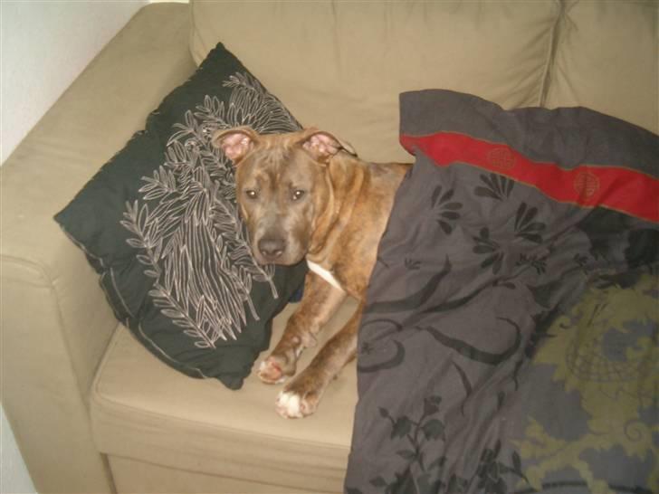 Amerikansk staffordshire terrier Raja billede 17