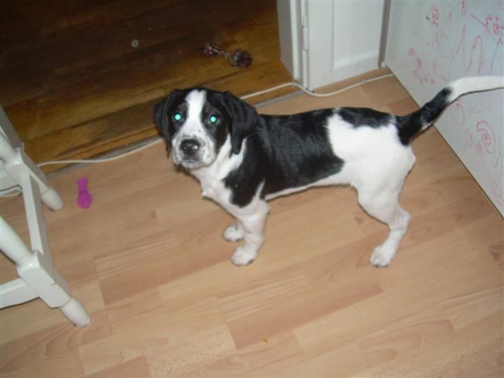 Blanding af racer Pepsi DØD - den 3/3-10. er jeg ikk sød!!! billede 7