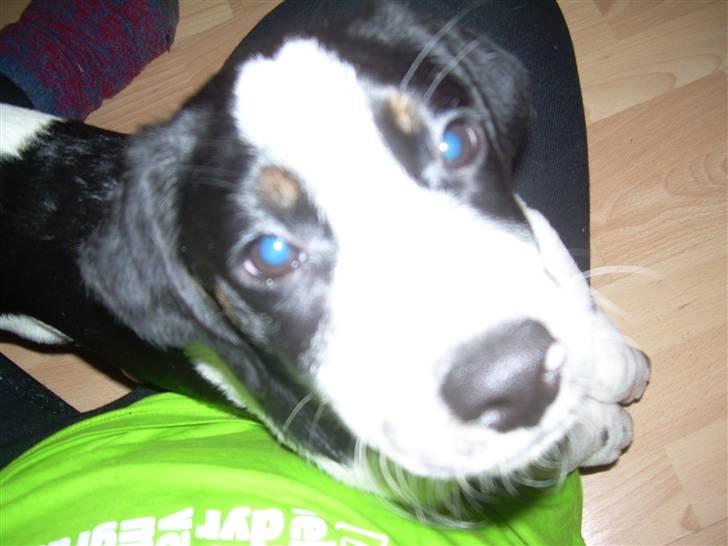 Blanding af racer Pepsi DØD - den 3/3-10. er jeg ikk sød!!! billede 8