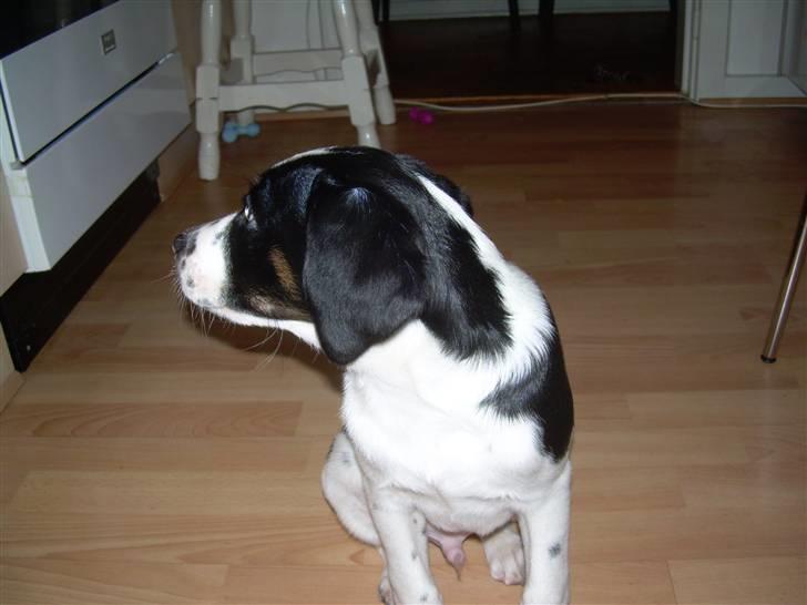 Blanding af racer Pepsi DØD - den 3/3-10. er jeg ikk sød!!! billede 9