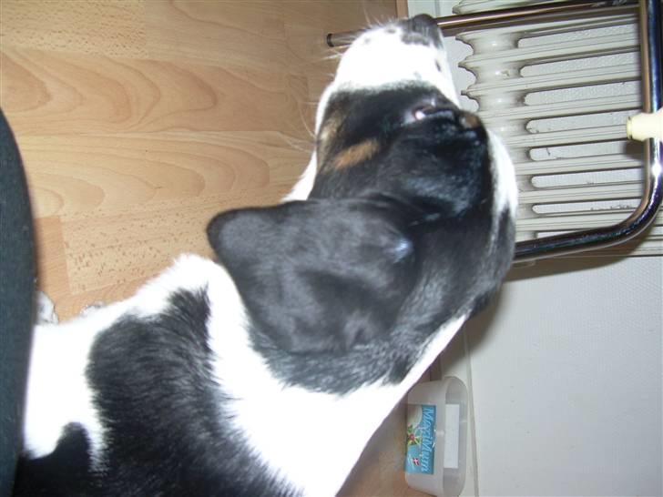 Blanding af racer Pepsi DØD - den 3/3-10. er jeg ikk sød!!! billede 10