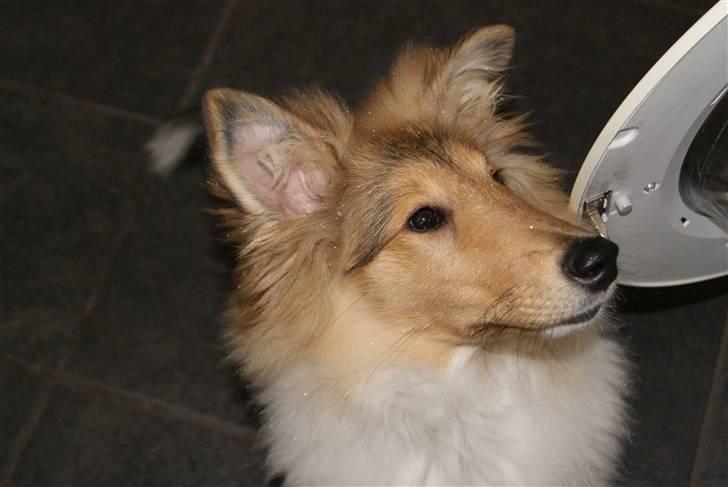 Collie langhåret Richie billede 13