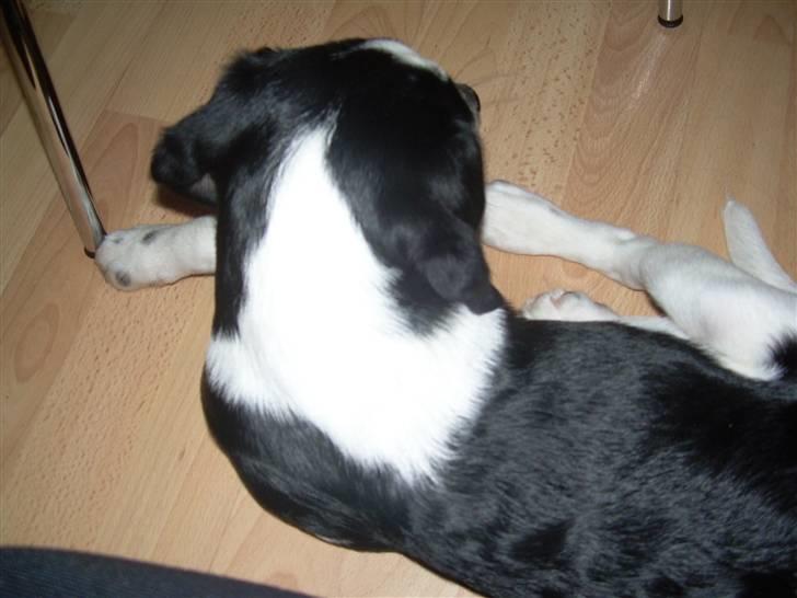 Blanding af racer Pepsi DØD - den 3/3-10. er jeg ikk sød!!! billede 11