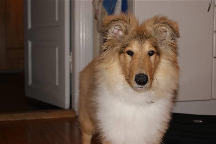 Collie langhåret Richie billede 14