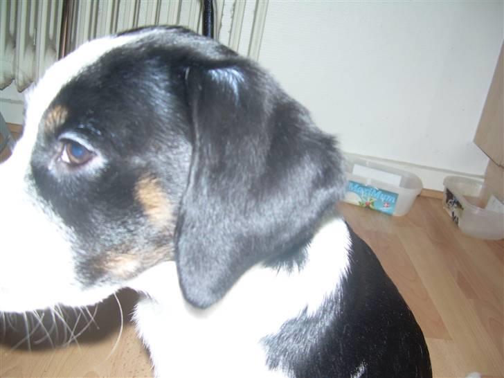 Blanding af racer Pepsi DØD - den 3/3-10. er jeg ikk sød!!! billede 12