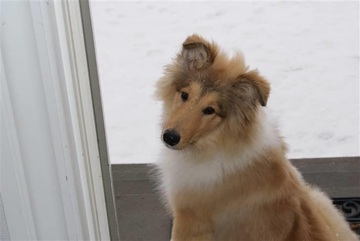 Collie langhåret Richie billede 15