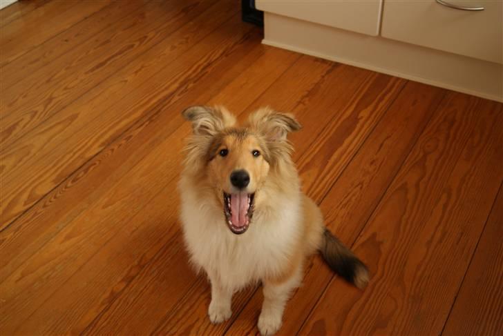 Collie langhåret Richie billede 16