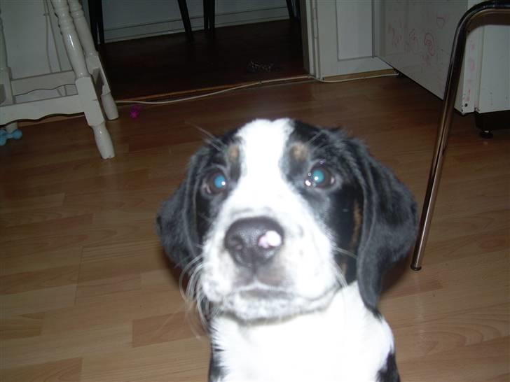 Blanding af racer Pepsi DØD - den 3/3-10. er jeg ikk sød!!! billede 13