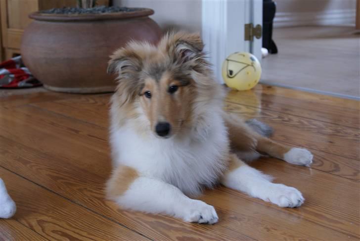 Collie langhåret Richie billede 17