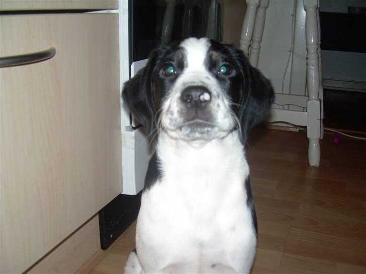 Blanding af racer Pepsi DØD - den 3/3-10. er jeg ikk sød!!! billede 14