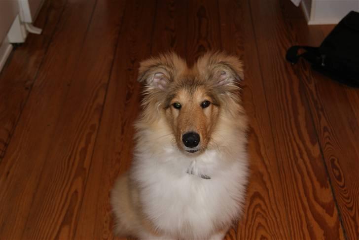 Collie langhåret Richie billede 18