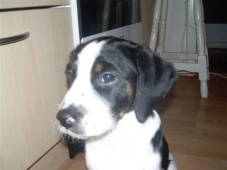 Blanding af racer Pepsi DØD - den 3/3-10. er jeg ikk sød!!! billede 15