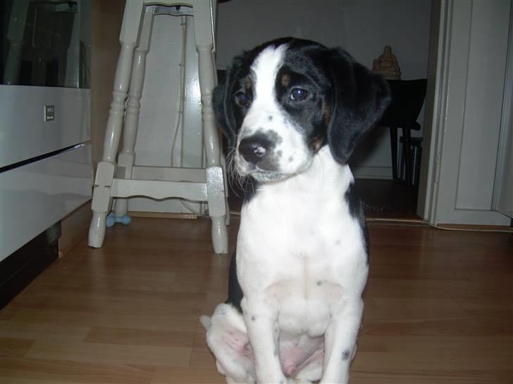 Blanding af racer Pepsi DØD - den 3/3-10. er jeg ikk sød!!! billede 16