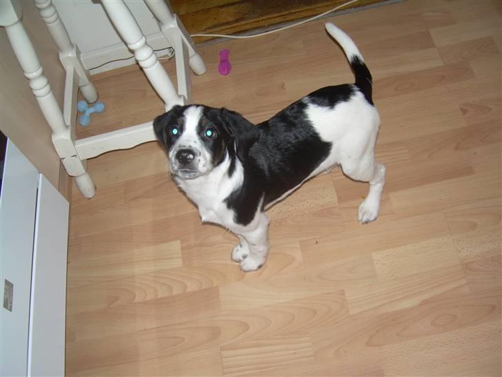 Blanding af racer Pepsi DØD - den 3/3-10. er jeg ikk sød!!! billede 17