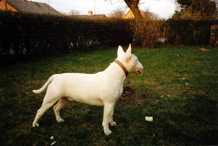 Bullterrier Krake *R.I.P* - Krake holder vagt i haven billede 1
