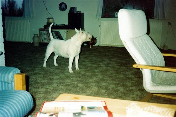 Bullterrier Krake *R.I.P* - Sker der noget i stuen? billede 2