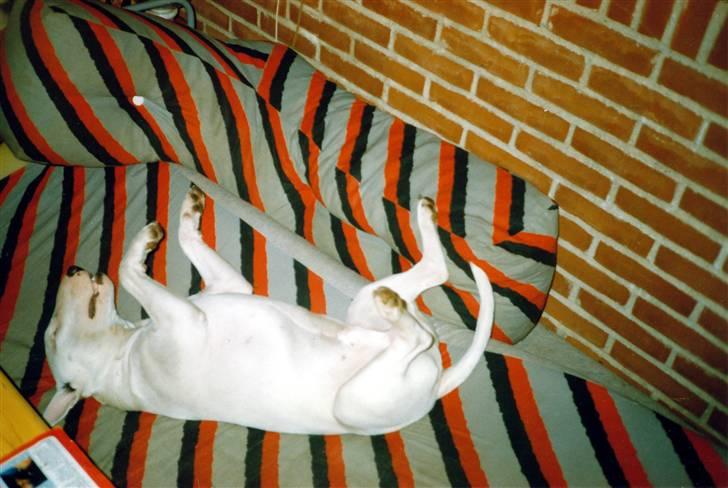 Bullterrier Krake *R.I.P* - sssscccchhhhhyyyyy jeg sover billede 3