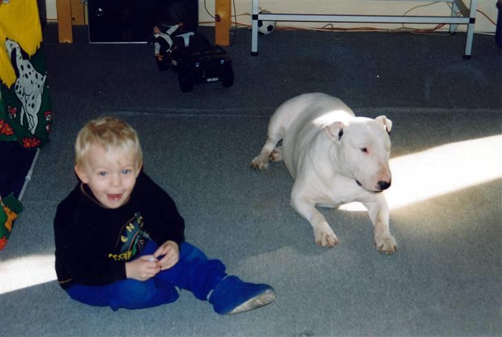Bullterrier Krake *R.I.P* - Krake er 8 år og sammen med Max på 3 (i 1998) billede 4