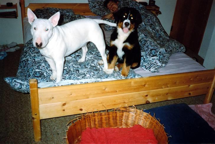 Bullterrier Krake *R.I.P* - uuuuppps, taget på fersk gerning i sengen mens far sover billede 5