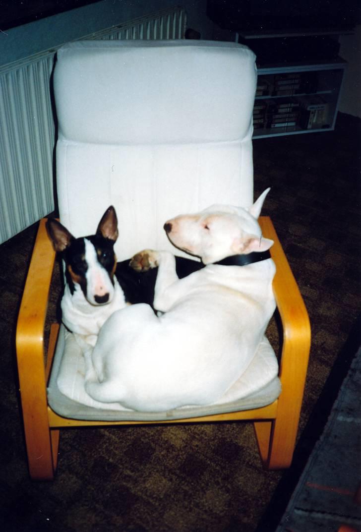 Bullterrier Krake *R.I.P* - Får lige en putter med min miniature Buller veninde billede 6