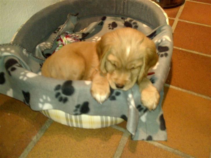 Blanding af racer lady - hjemme på fanø billede 16