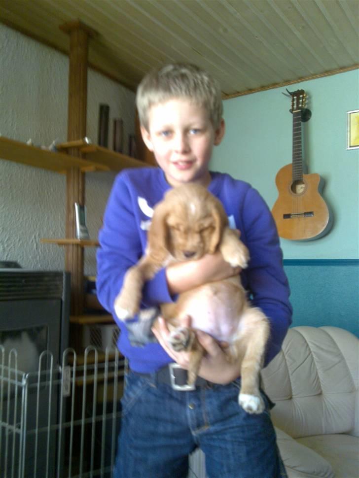 Blanding af racer lady - patrick  og lady billede 17