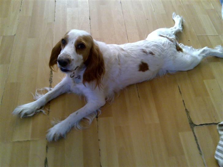 Blanding af racer lady -  mor lady billede 18